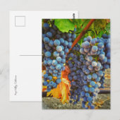 Carte Postale Grapevines dans la vallée de Napa (Devant / Derrière)