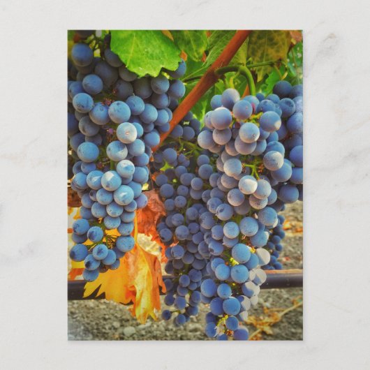 Carte Postale Grapevines dans la vallée de Napa (Devant)
