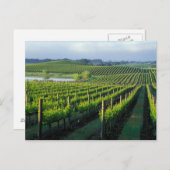 Carte Postale Grapevines en rangées soignées à Napa en Californi (Devant / Derrière)