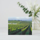 Carte Postale Grapevines en rangées soignées à Napa en Californi (Debout devant)