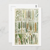 Carte Postale Graphique botanique des graminées vintages (Devant / Derrière)