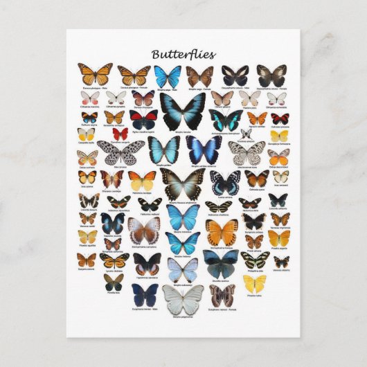 Carte Postale Graphique des papillons (Devant)