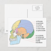 Carte Postale Graphique Nom de l'os crânien humain (Devant / Derrière)