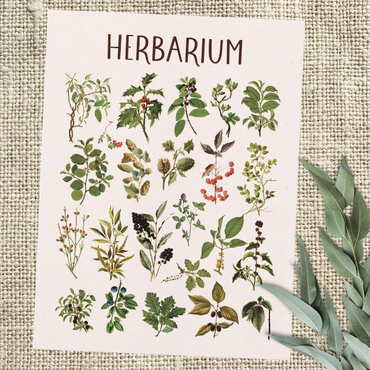 Carte Postale Graphique Plante vert Herbarium vintage