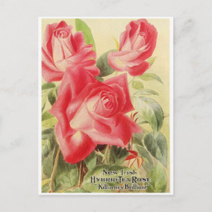 Carte postale graphique vintage