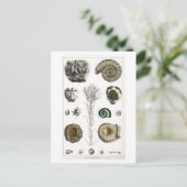 CARTE POSTALE GRAPHIQUE vintage FOSSILES (Debout devant)