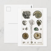 CARTE POSTALE GRAPHIQUE vintage FOSSILES (Devant / Derrière)