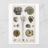 CARTE POSTALE GRAPHIQUE vintage FOSSILS (Devant)