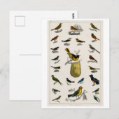 CARTE POSTALE GRAPHIQUE vintage OISEAUX (Devant / Derrière)