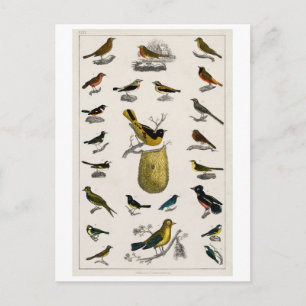 CARTE POSTALE GRAPHIQUE vintage OISEAUX