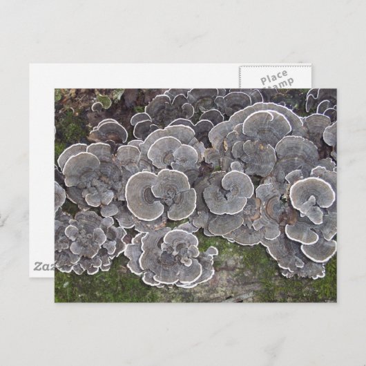 Carte postale "Grappe de champignons" (Devant / Derrière)