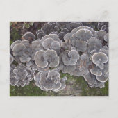Carte postale "Grappe de champignons" (Devant)