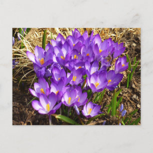 Carte Postale Grappe de Crocus pourpres Floral de printemps