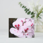 Carte Postale Grappe de fleurs de géranium blanc et rose (Debout devant)