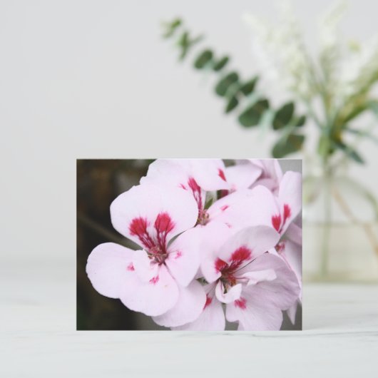 Carte Postale Grappe de fleurs de géranium blanc et rose (Debout devant)