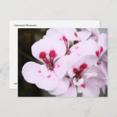 Carte Postale Grappe de fleurs de géranium blanc et rose (Devant / Derrière)