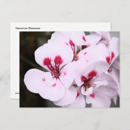 Carte Postale Grappe de fleurs de géranium blanc et rose (Devant / Derrière)