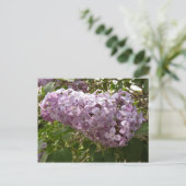 Carte Postale Grappe de fleurs de Lilac Printemps Floral (Debout devant)