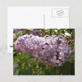 Carte Postale Grappe de fleurs de Lilac Printemps Floral (Devant / Derrière)