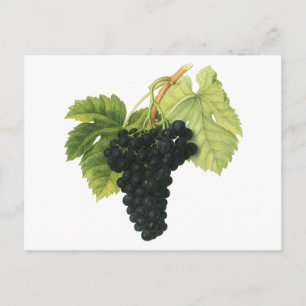 Carte Postale Grappe de raisin biologique de vin rouge vintage,