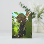 Carte postale - Grappe de raisins sur vigne (Debout devant)
