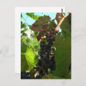 Carte postale - Grappe de raisins sur vigne (Devant / Derrière)
