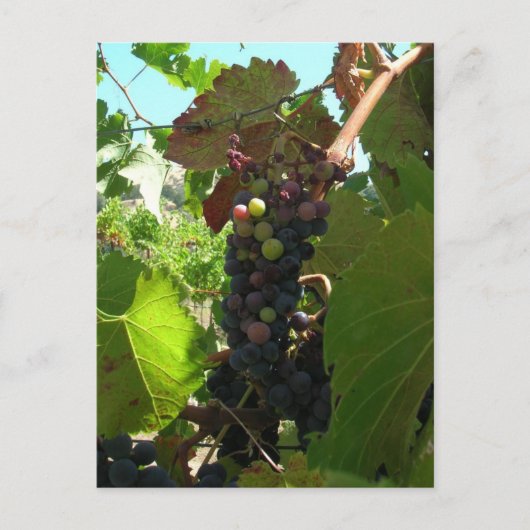 Carte postale - Grappe de raisins sur vigne (Devant)