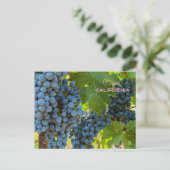 Carte Postale Grappes (Debout devant)