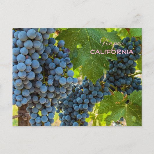 Carte Postale Grappes (Devant)