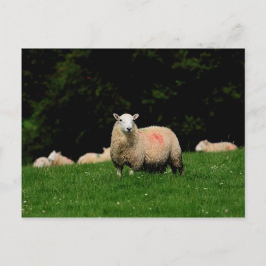 Carte postale Gras (Devant)