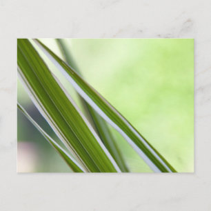 Carte Postale Gräser