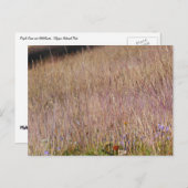 Carte Postale Grass et Fleurs sauvages violets (Devant / Derrière)