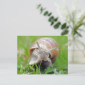 Carte Postale Grass mangeur d'escargot (Debout devant)