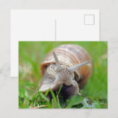 Carte Postale Grass mangeur d'escargot (Devant / Derrière)
