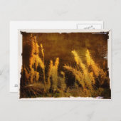Carte Postale Grasses d'automne (Devant / Derrière)