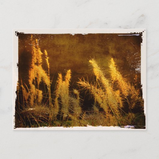 Carte Postale Grasses d'automne (Devant)