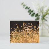 Carte Postale Grasses d'automne (Debout devant)