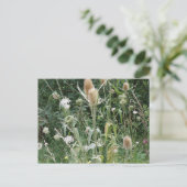 Carte postale Grasses sauvages (Debout devant)
