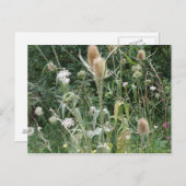 Carte postale Grasses sauvages (Devant / Derrière)