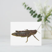 Carte Postale Grasshopper (Debout devant)