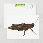 Carte Postale Grasshopper (Devant / Derrière)