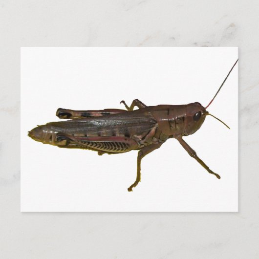 Carte Postale Grasshopper (Devant)