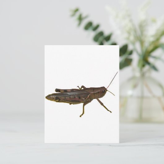 Carte Postale Grasshopper (Debout devant)