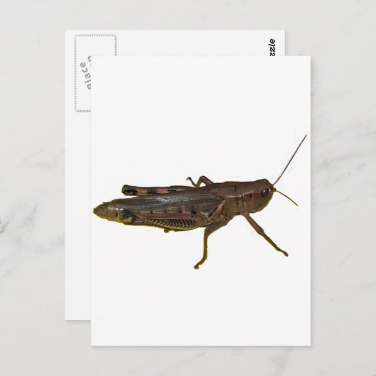 Carte Postale Grasshopper (Devant / Derrière)