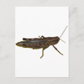 Carte Postale Grasshopper (Devant)
