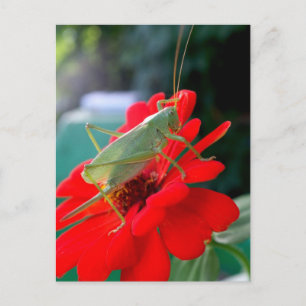 Carte Postale Grasshopper