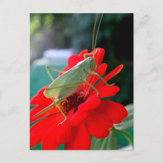 Carte Postale Grasshopper (Devant)