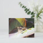 Carte Postale Grasshopper (Debout devant)