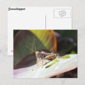 Carte Postale Grasshopper (Devant / Derrière)