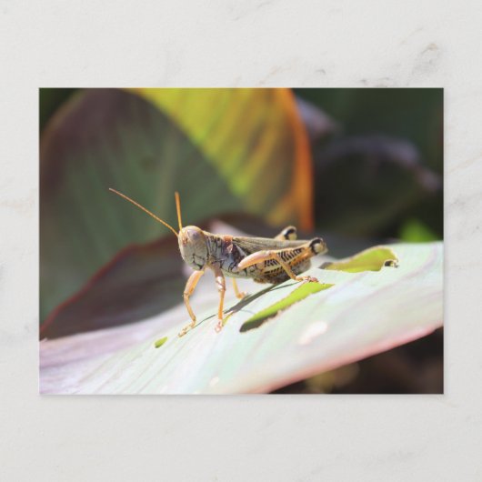 Carte Postale Grasshopper (Devant)